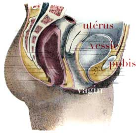 coupe sexe f&eacute;minin