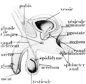 appareil g&eacute;nital masculin