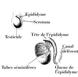 &eacute;pididyme