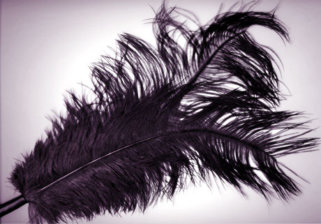 plume &eacute;rotique