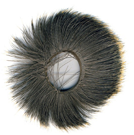 oeil de chèvre oeil de chèvre
